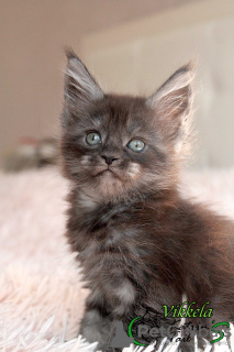 Photo №1. maine coon - for sale in the city of St. Petersburg | 522$ | Announcement № 9725