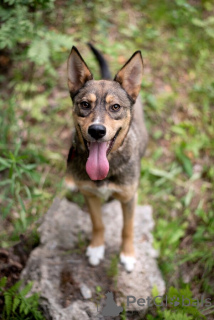 Photo №3. Flash young chocolate hurricane is looking for a family.. Russian Federation