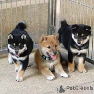 Photo №1. shiba inu - for sale in the city of Hamburg | 310$ | Announcement № 154791