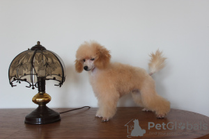 Photo №3. Toy poodle chlopchik with FCI documents. Poland