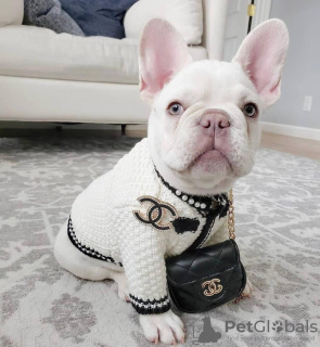 Additional photos: French bulldog