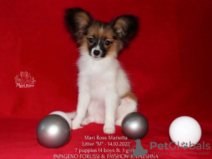 Photo №2 to announcement № 39356 for the sale of papillon dog - buy in Russian Federation from nursery