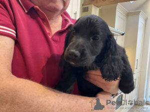 Photo №3. Cocker Spaniel-Welpen, schwarz. Germany