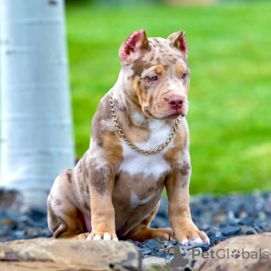 Photo №1. american bully - for sale in the city of Munich | 1411$ | Announcement № 147445