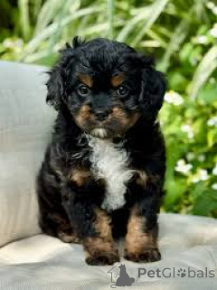 Photo №3. cavapoo puppies for sale. United Kingdom