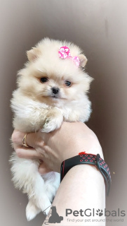 Photo №2 to announcement № 102619 for the sale of  - buy in Belarus breeder