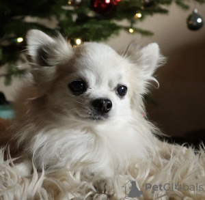 Additional photos: Chihuahua