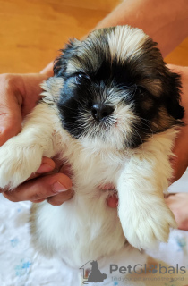 Photo №2 to announcement № 67190 for the sale of shih tzu - buy in Ukraine 