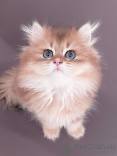 Photo №1. british longhair - for sale in the city of Эстринген | 1268$ | Announcement № 51253