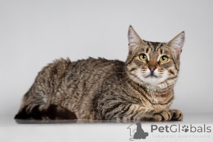 Photo №2 to announcement № 166044 for the sale of  - buy in Russian Federation from the shelter