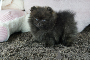 Photo №4. I will sell pomeranian in the city of Paris.  - price - 285$