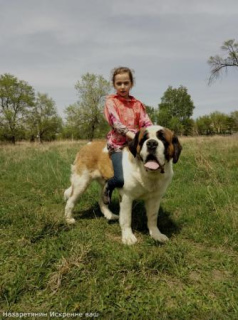 Photo №4. I will sell st. bernard in the city of Kursk. from nursery, breeder - price - 404$