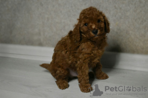 Photo №1. poodle (dwarf) - for sale in the city of Minsk | 900$ | Announcement № 13650