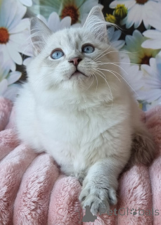 Photo №3. Meet Rihana Your Future Neva Masquerade Companion!. Ukraine