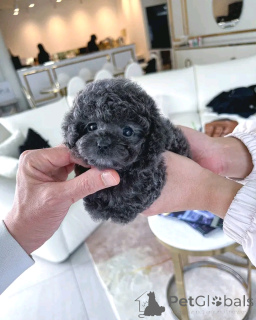 Photo №2 to announcement № 167925 for the sale of poodle (toy) - buy in Hungary private announcement, breeder