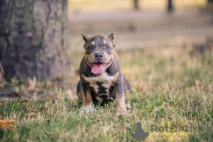 Photo №1. american bully - for sale in the city of Kishinev | 1057$ | Announcement № 62655