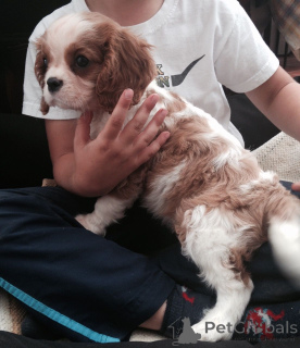 Photo №3. Cavalier King Charles Spaniel puppies. Belgium