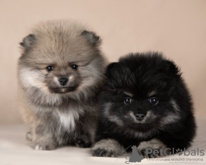 Photo №1. pomeranian - for sale in the city of Valencia de Alcántara | 264$ | Announcement № 127570