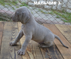 Photo №1. weimaraner - for sale in the city of Ровно | 367$ | Announcement № 12809
