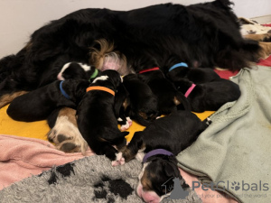 Photo №2 to announcement № 131462 for the sale of bernese mountain dog - buy in Belgium private announcement, breeder