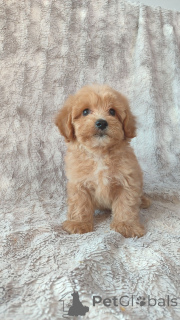 Photo №1. maltipu - for sale in the city of Helsinki | Is free | Announcement № 160296