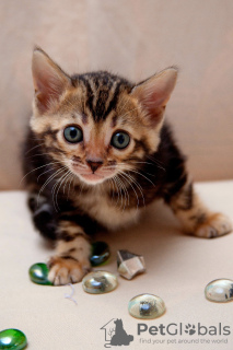 Photo №3. Bengal kittens with documents. Russian Federation