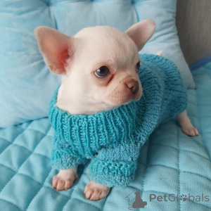 Photo №1. chihuahua - for sale in the city of Mainz | negotiated | Announcement № 176969