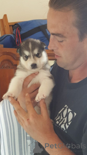 Photo №1. alaskan malamute - for sale in the city of Brasschaat | 619$ | Announcement № 164837