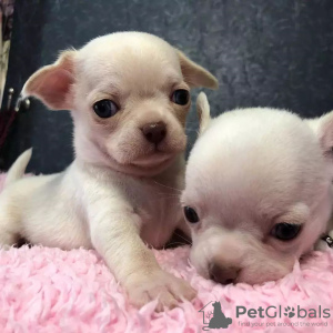 Photo №4. I will sell chihuahua in the city of Vienna. private announcement - price - 400$