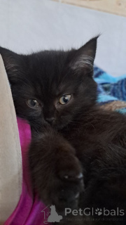 Photo №3. Sale. Latvia