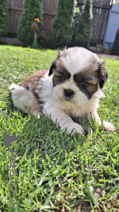 Photo №2 to announcement № 139536 for the sale of lhasa apso, pekingese, shih tzu - buy in Lithuania private announcement, from nursery, breeder
