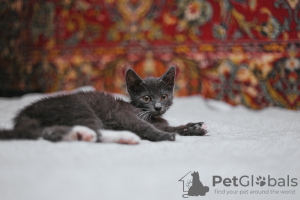 Additional photos: Smoky kitten Funtik is looking for a home!