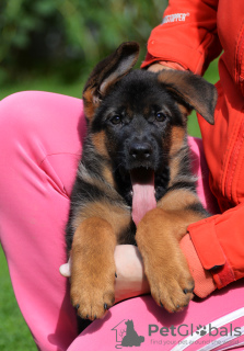 Photo №1. german shepherd - for sale in the city of Москва | negotiated | Announcement № 7805
