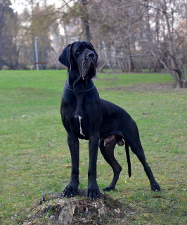 Photo №1. great dane - for sale in the city of Moscow | Negotiated | Announcement № 3322