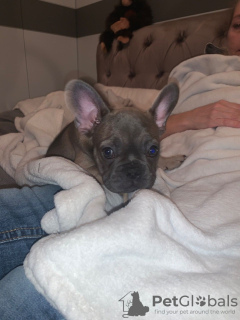 Photo №4. I will sell french bulldog in the city of Villingen-Schwenningen. private announcement, from nursery - price - 423$