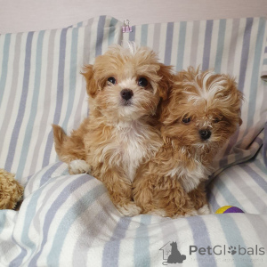 Photo №3. Toy poodles for adoption. Germany