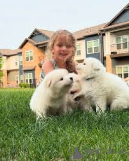 Photo №2 to announcement № 162606 for the sale of samoyed dog - buy in Belgium private announcement, breeder