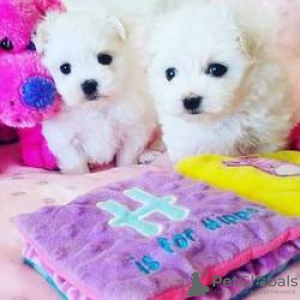 Photo №2 to announcement № 115855 for the sale of maltese dog - buy in Germany 