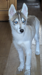 Photo №1. siberian husky - for sale in the city of Bishkek | negotiated | Announcement № 141398