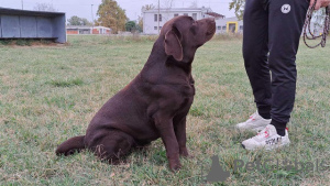 Additional photos: Labrador ready to mate