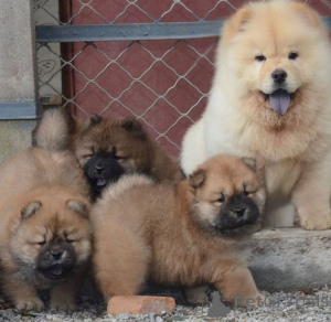 Photo №2 to announcement № 175475 for the sale of chow chow - buy in Germany private announcement