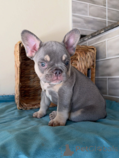 Photo №3. From Our Family to Yours Sweet Frenchie Puppies Waiting for Love. Czech Republic
