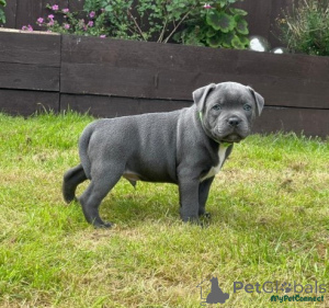 Photo №4. I will sell non-pedigree dogs in the city of Derby. private announcement - price - 380$