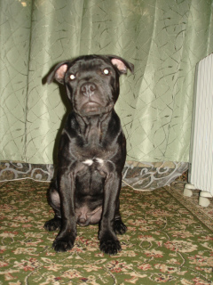 Photo №1. staffordshire bull terrier - for sale in the city of Tula | 635$ | Announcement № 2587