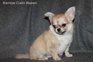 Additional photos: Fantasy Style Ivanko Chihuahua male pet class
