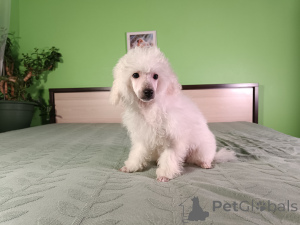 Photo №4. I will sell poodle (dwarf) in the city of Tallinn. private announcement - price - 376$
