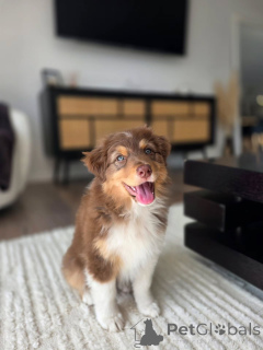 Photo №3. Australian Shepherd Puppies Ready for Pickup Act Fast. Netherlands