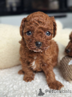 Photo №3. Urocze szczenięta pudla do adopcji. Poland