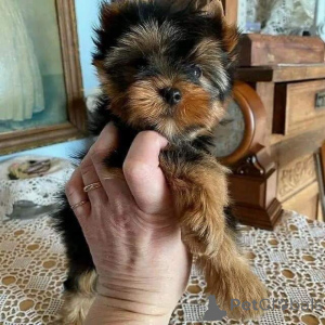 Photo №2 to announcement № 158729 for the sale of yorkshire terrier - buy in Germany private announcement