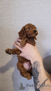 Photo №2 to announcement № 85647 for the sale of poodle (dwarf), poodle (toy) - buy in Finland breeder